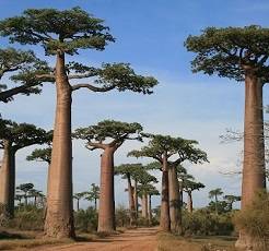 Monument of Madagascar