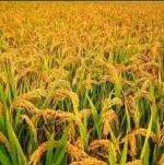 riz local danane