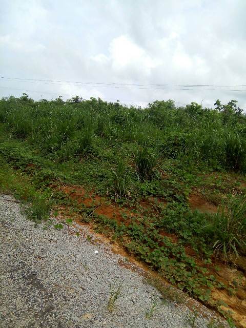 tontine-terrain_le-site (3)